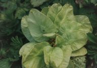 White-letter Hairstreak feeding damage - Andrew Middleton